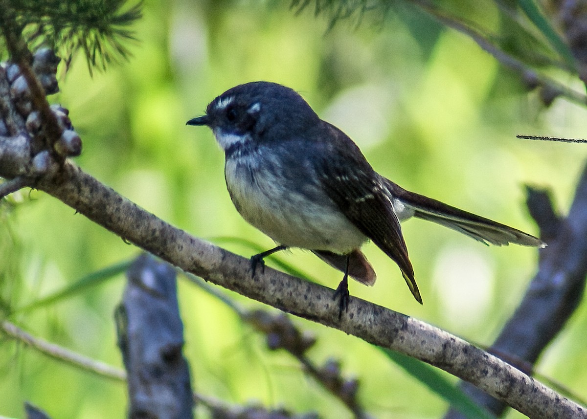 Gray Fantail - ML638306873