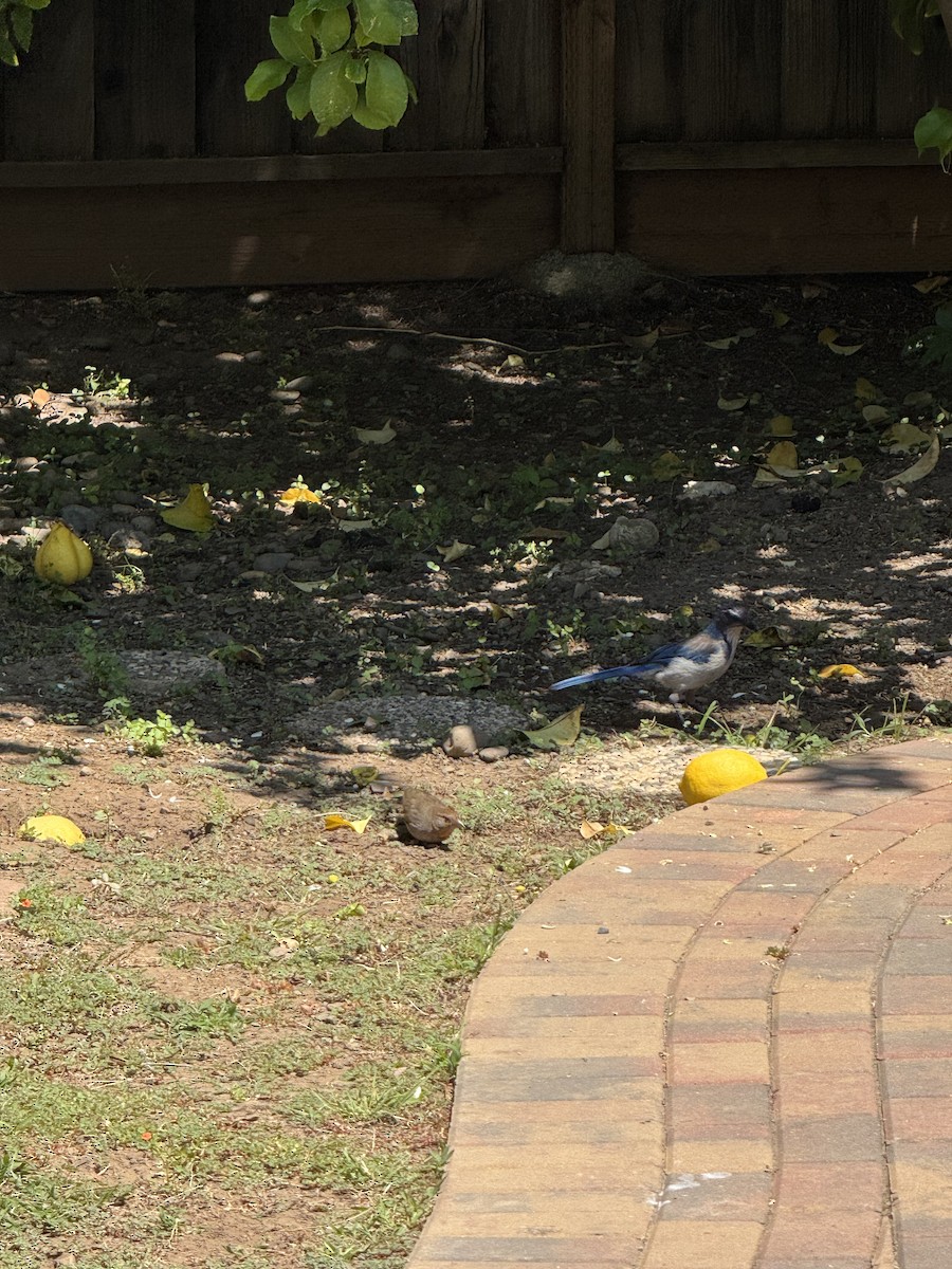 California Scrub-Jay - ML638306874