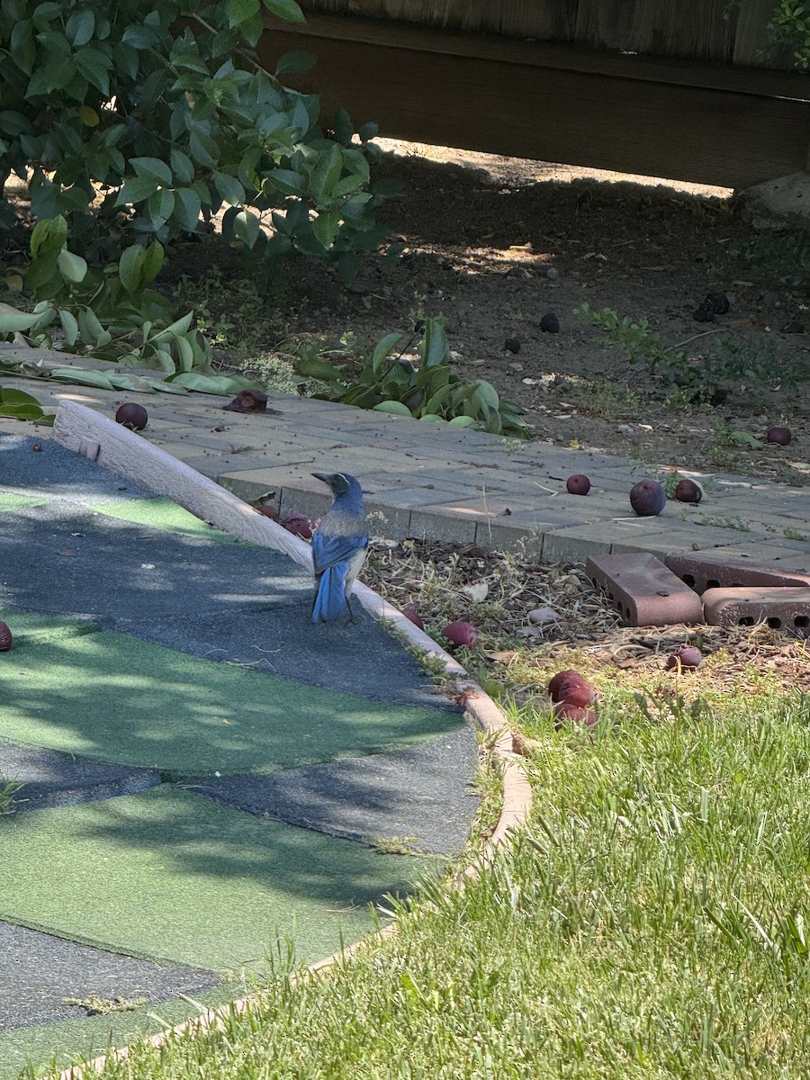 California Scrub-Jay - ML638306875