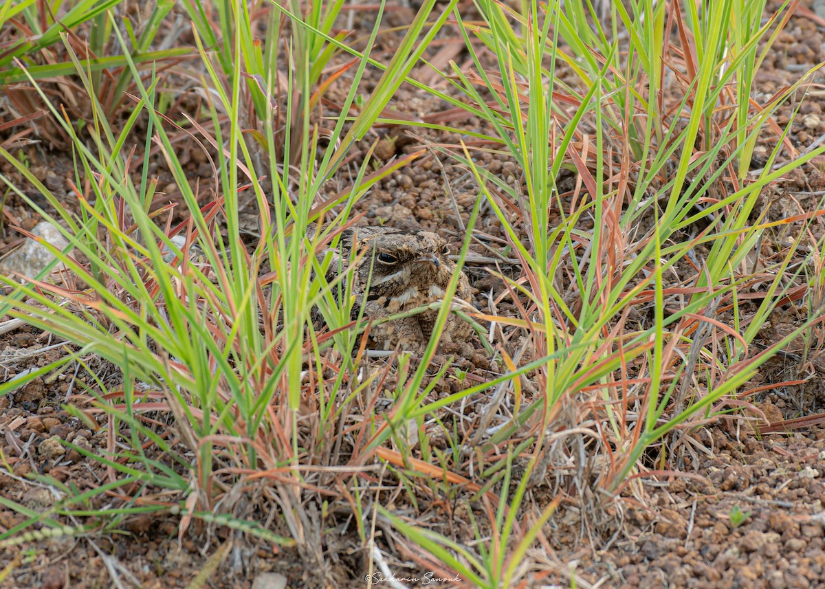 Indian Nightjar - ML638306876
