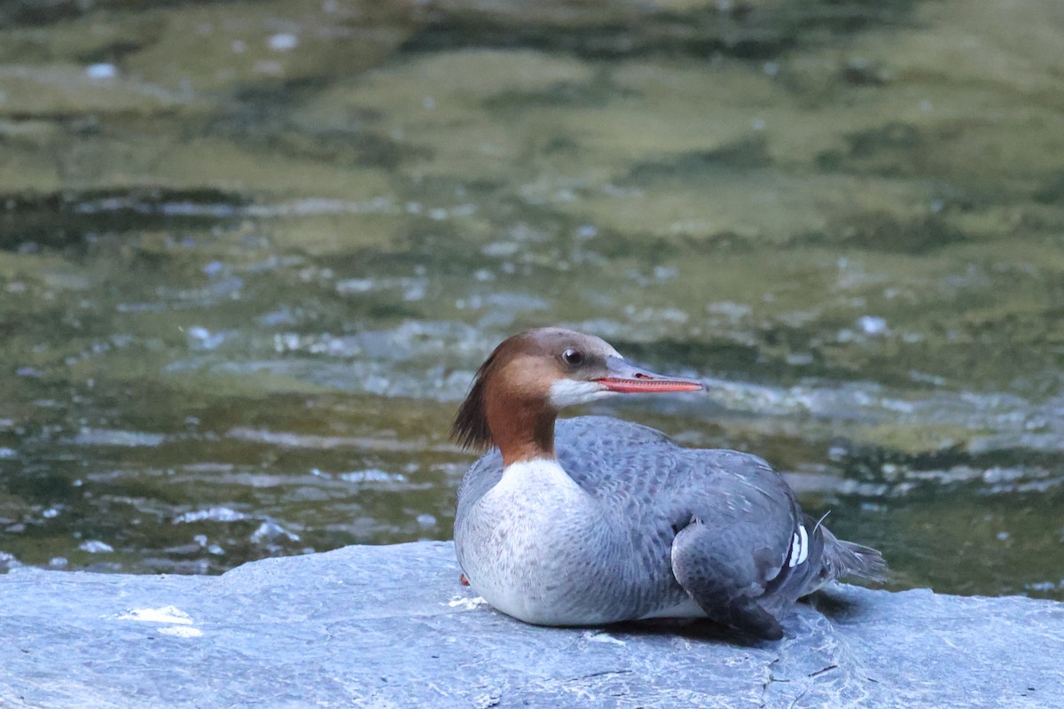 Common Merganser (North American) - ML638306877