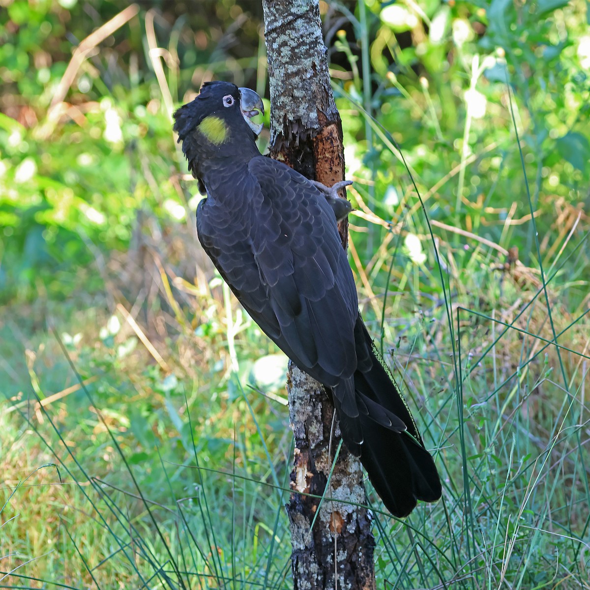 Yellow-tailed Black-Cockatoo - ML638306883