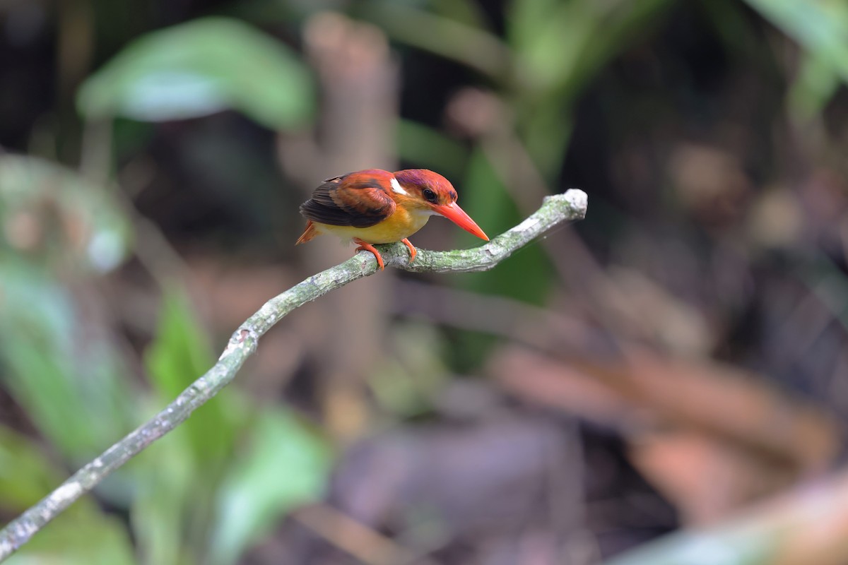 Rufous-backed Dwarf-Kingfisher - ML638306889