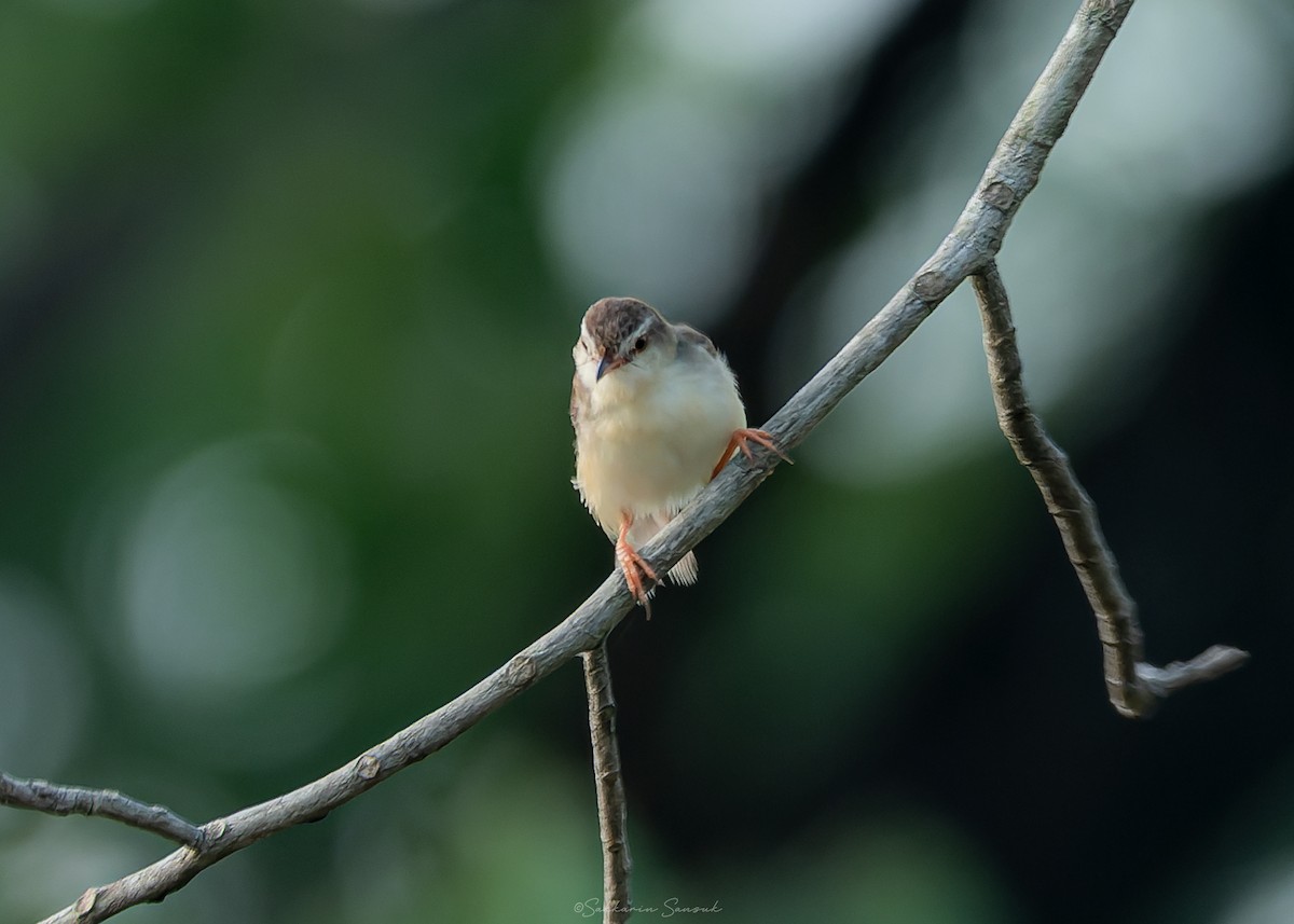 Plain Prinia - ML638306890