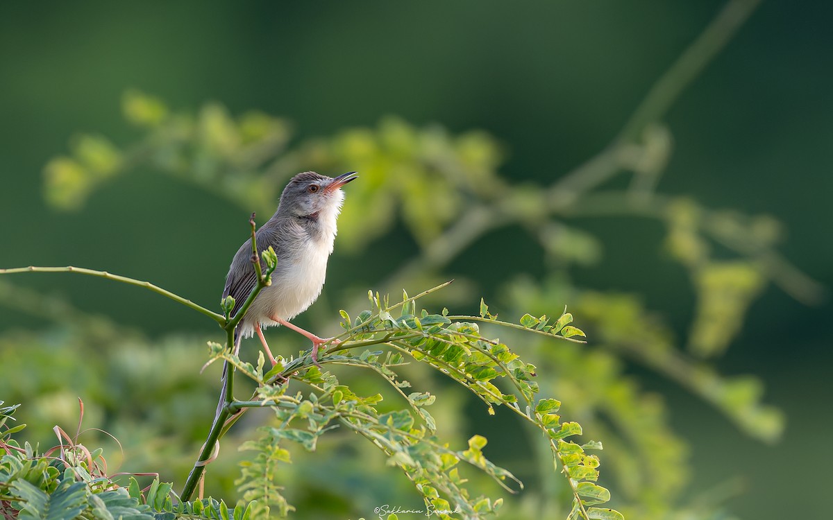 Plain Prinia - ML638306891