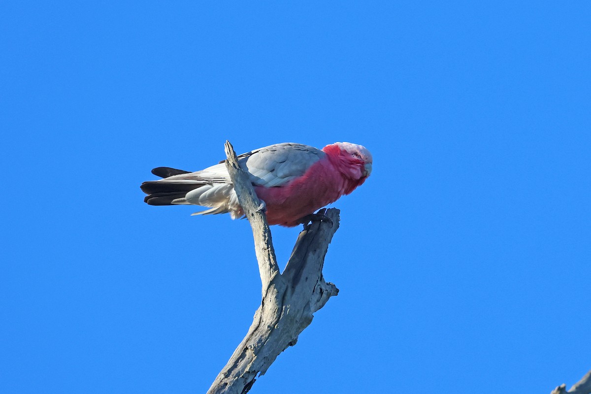 Galah - ML638306892
