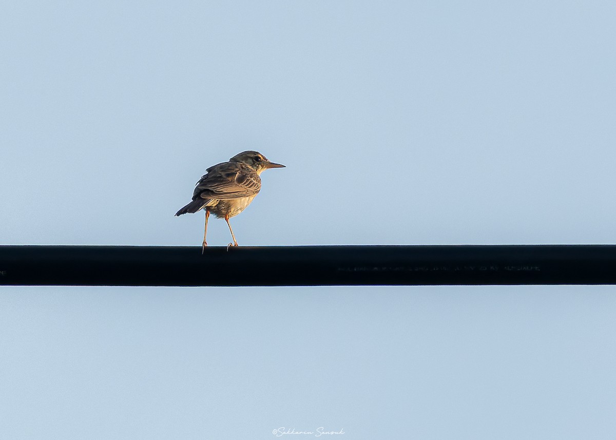 Paddyfield Pipit - ML638306893