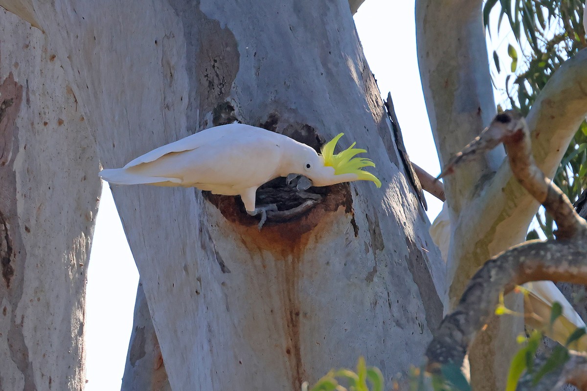 Sulphur-crested Cockatoo - ML638306896