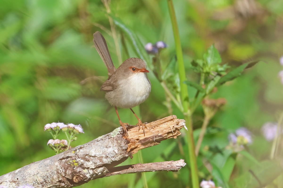 Superb Fairywren - ML638306911