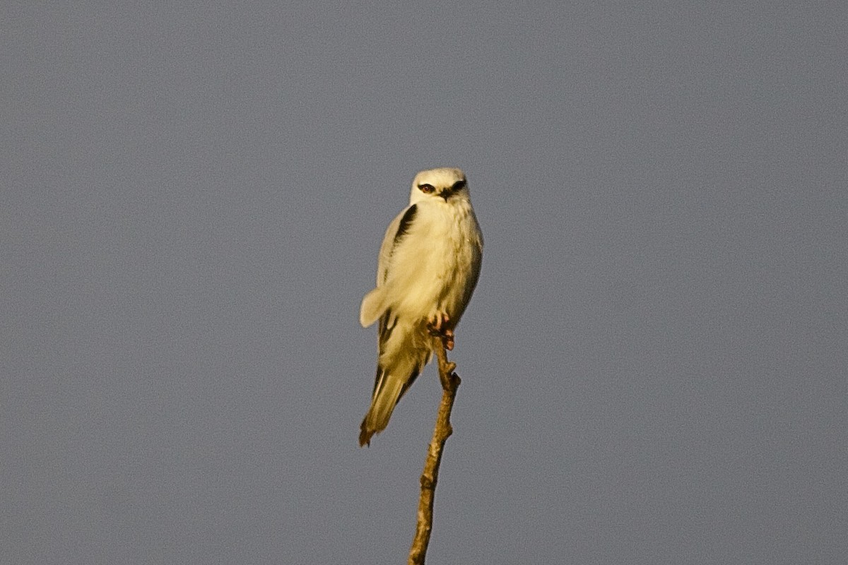 Black-shouldered Kite - ML638306912