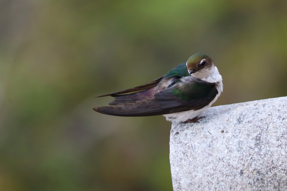 Violet-green Swallow - ML638306913