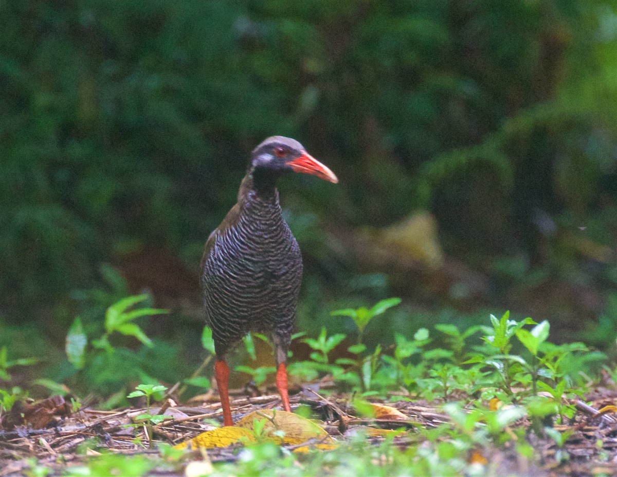 Okinawa Rail - ML638306918