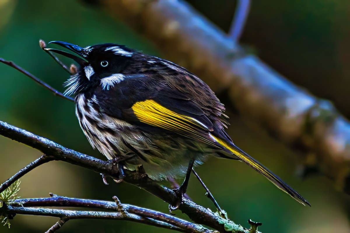 New Holland Honeyeater - ML638306944