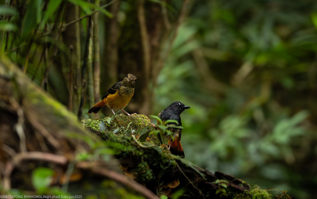 Rufous-tailed Shama - ML638306947
