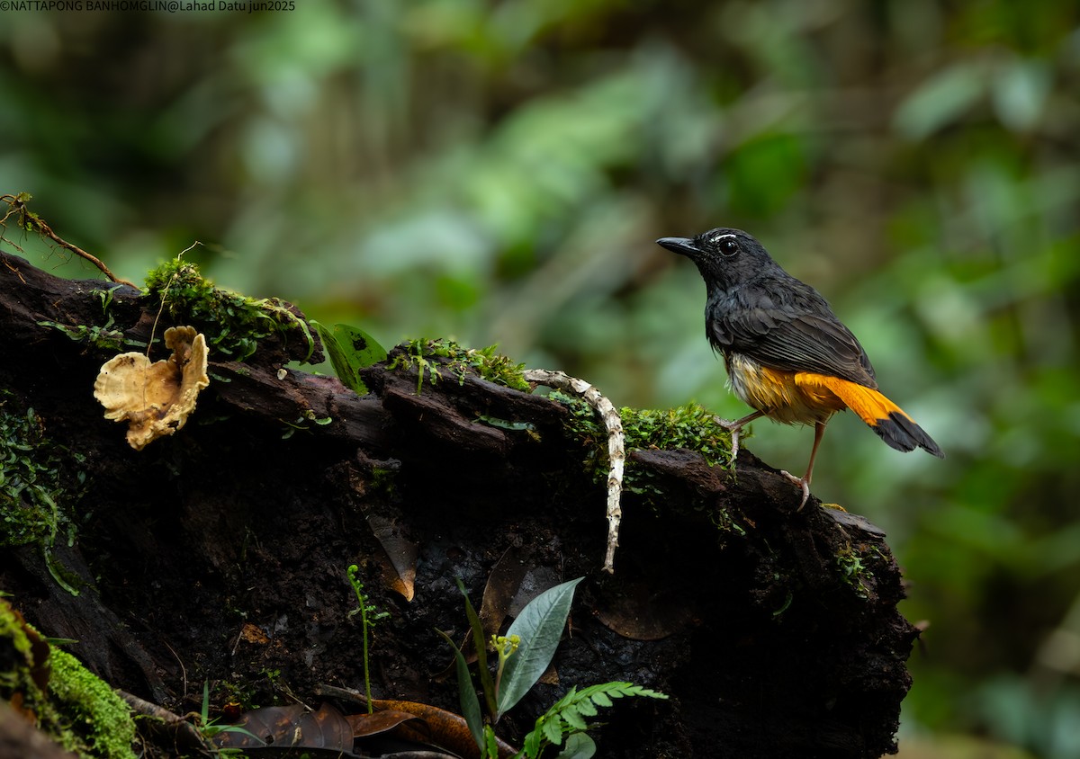 Rufous-tailed Shama - ML638306949