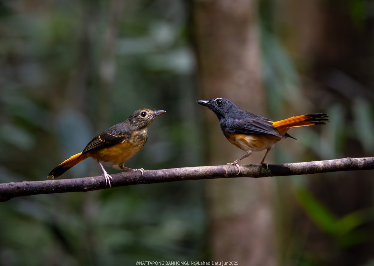 Rufous-tailed Shama - ML638306950