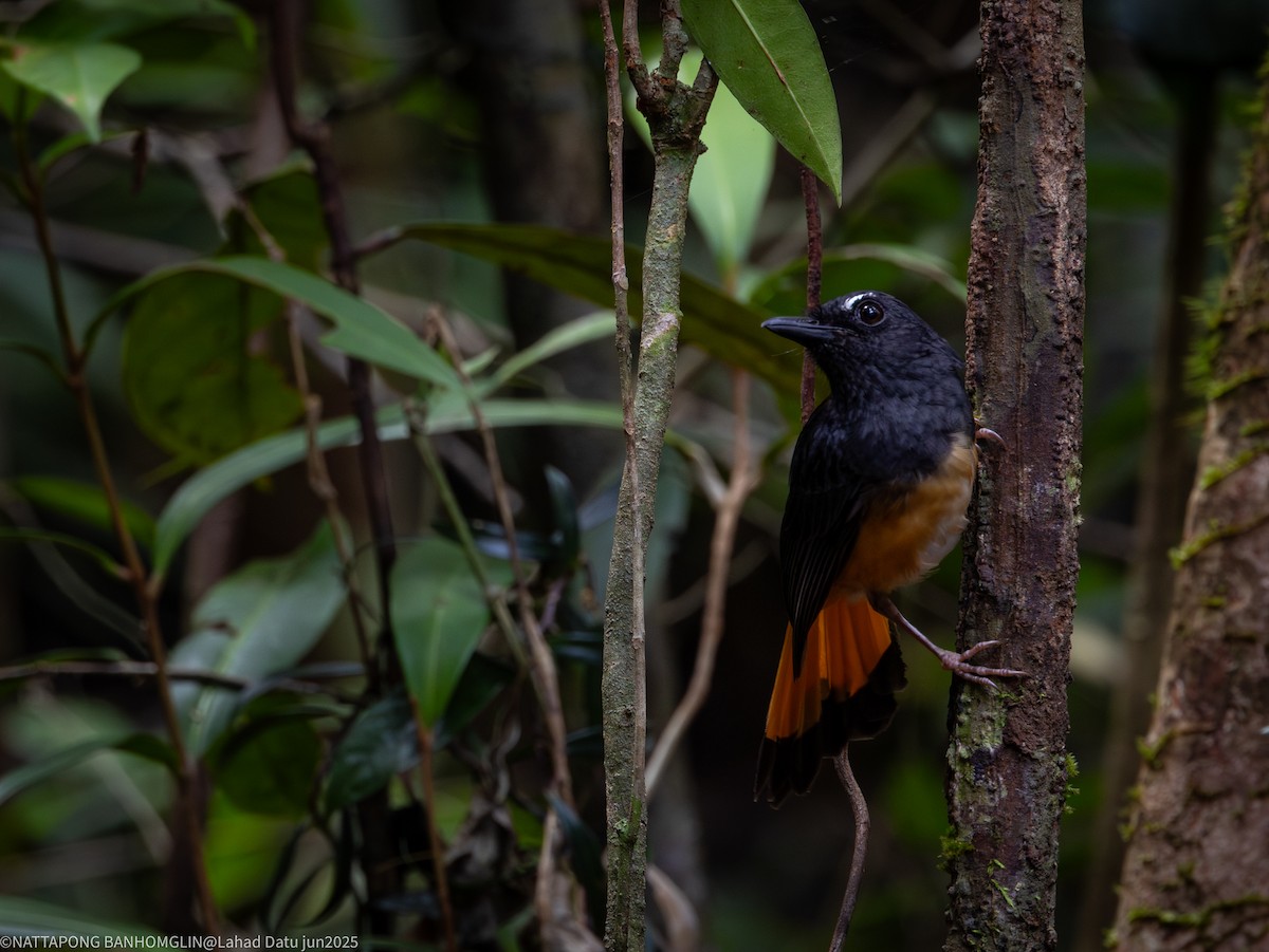 Rufous-tailed Shama - ML638306951