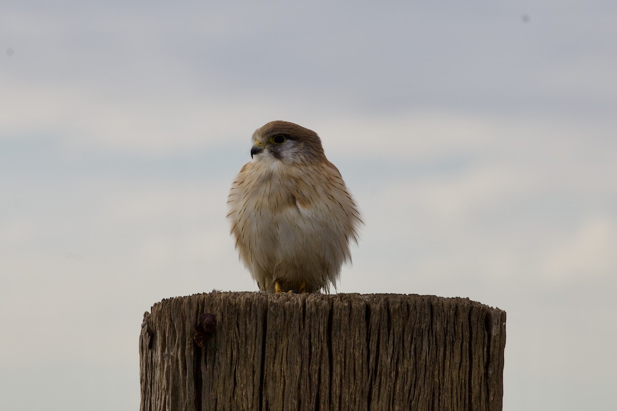 Nankeen Kestrel - ML638306953