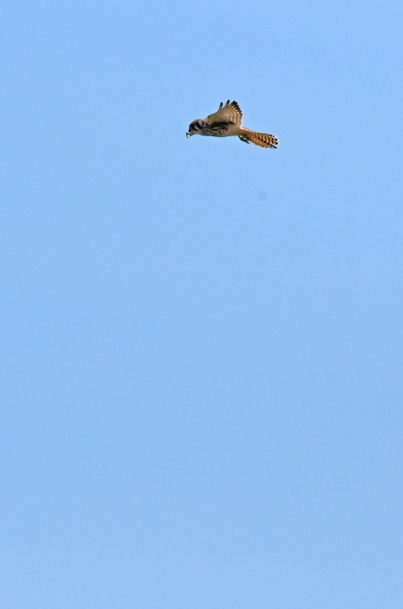 American Kestrel - ML638306955
