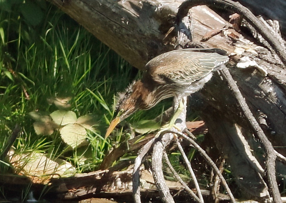 Green Heron - ML638306956