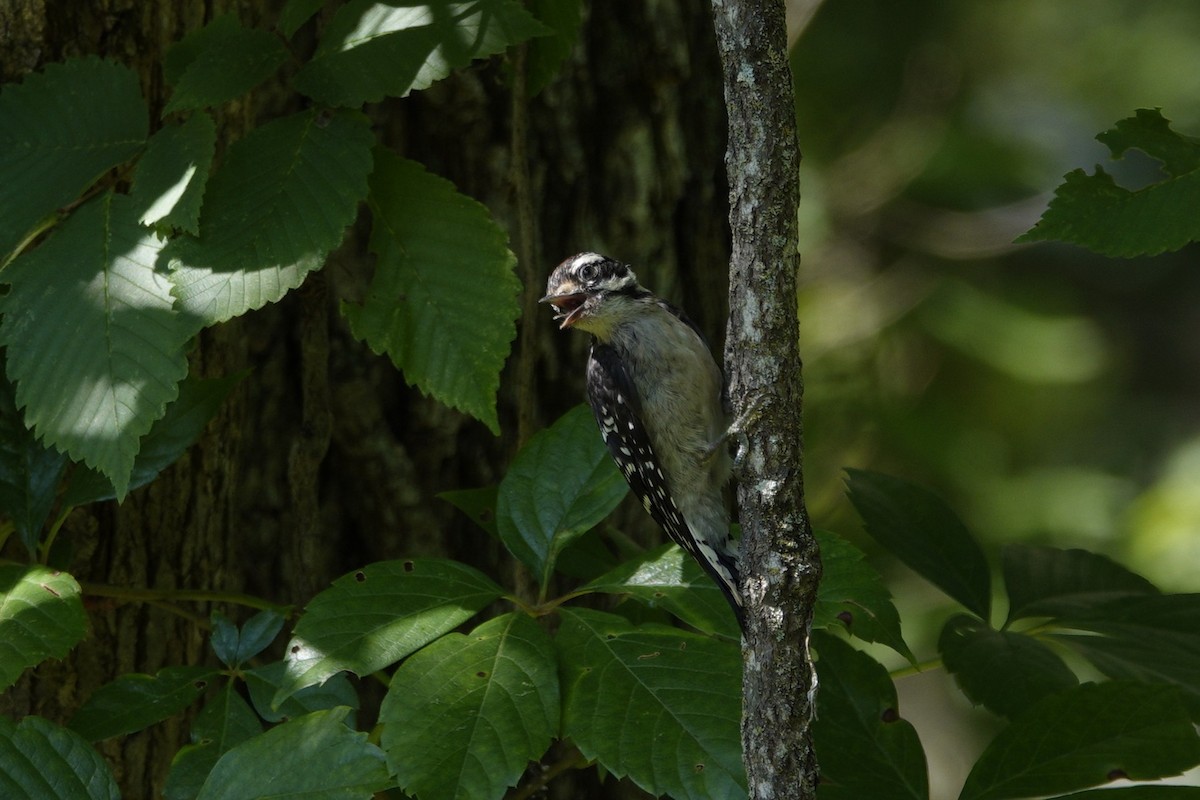 Downy Woodpecker - ML638306957