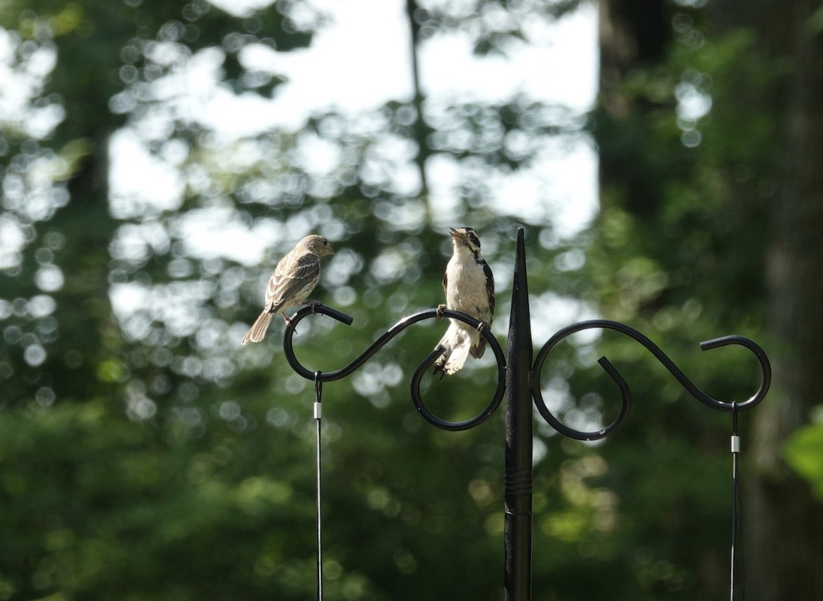Downy Woodpecker - ML638306958