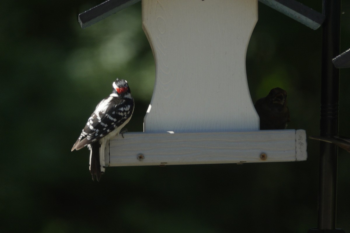 Downy Woodpecker - ML638306963