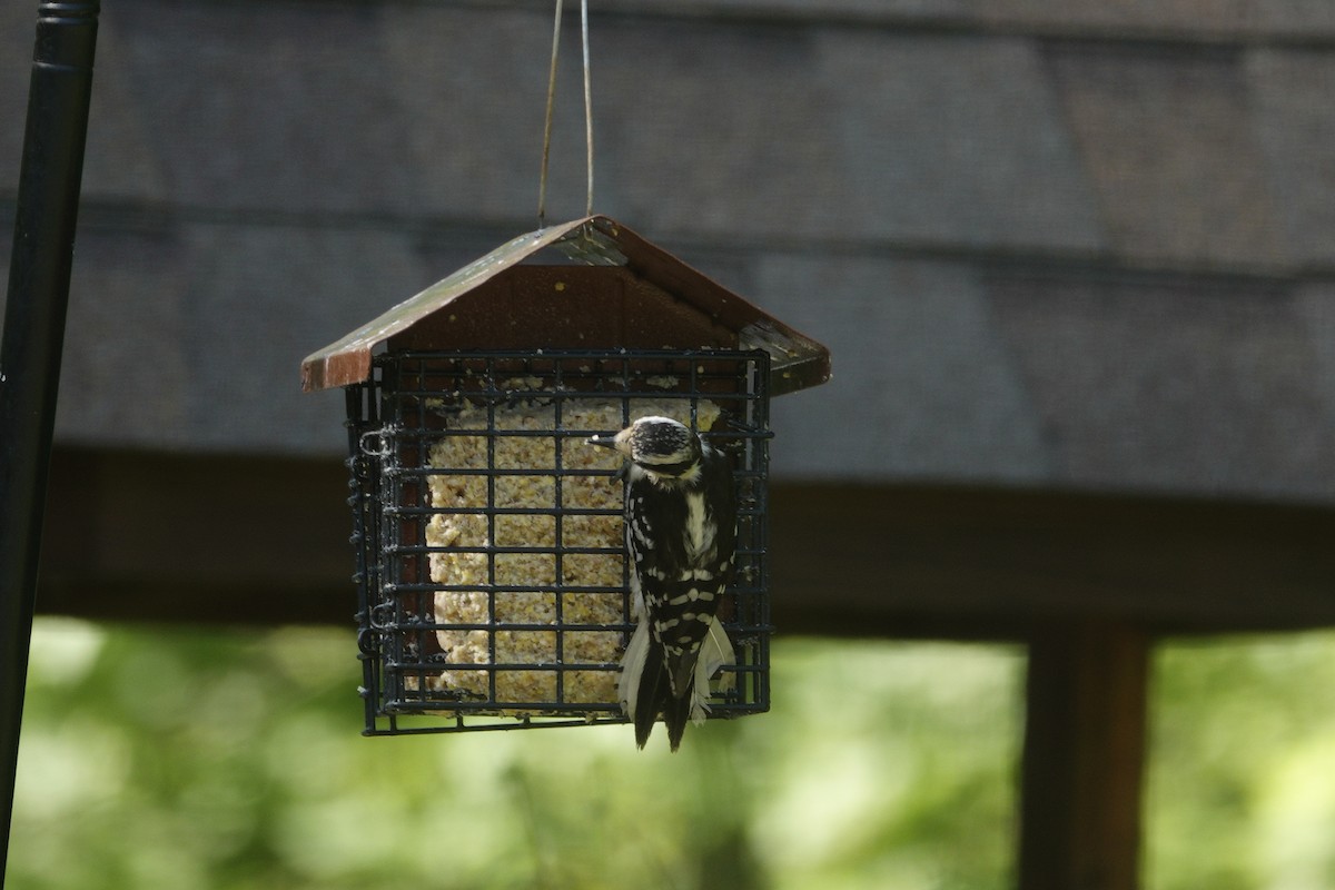 Downy Woodpecker - ML638306964