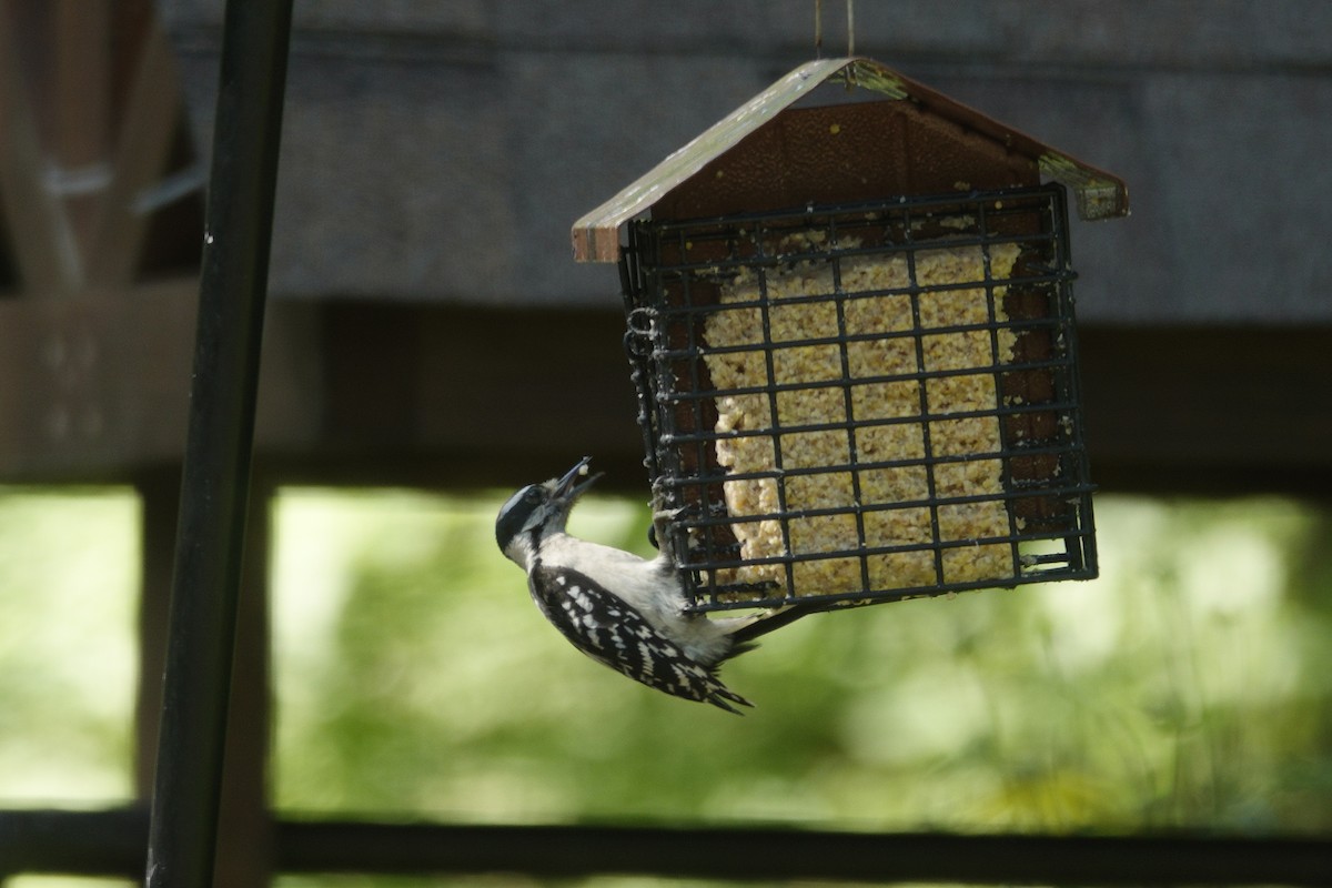 Downy Woodpecker - ML638306966