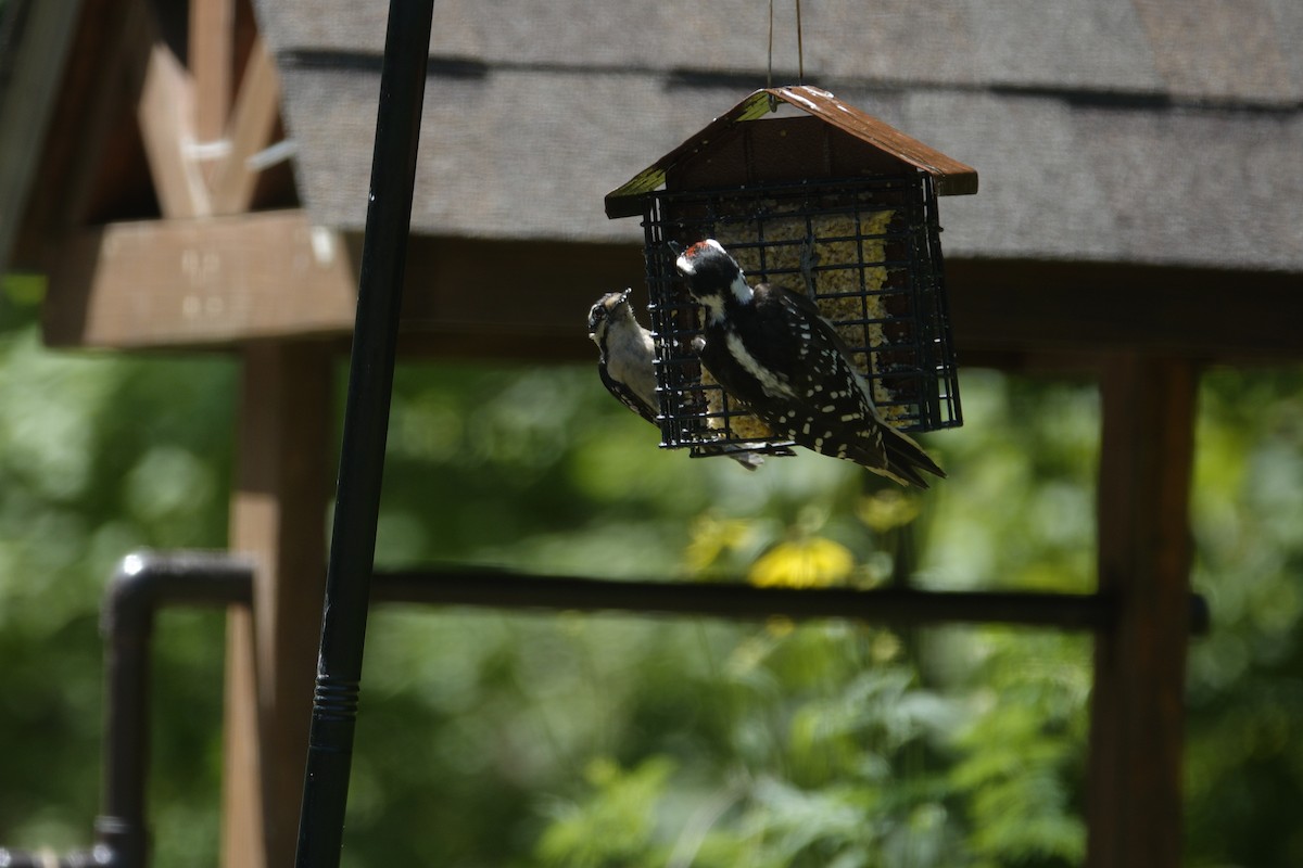 Downy Woodpecker - ML638306967