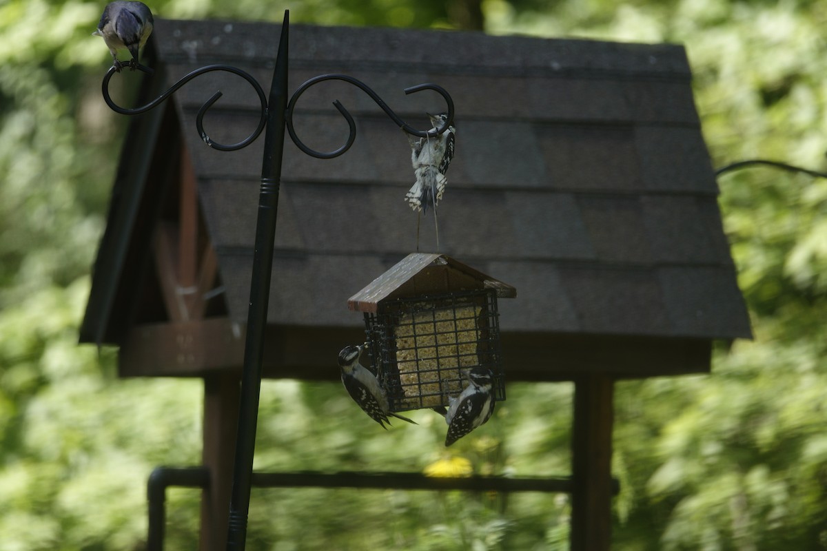Downy Woodpecker - ML638306968