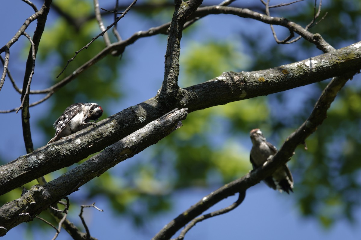 Downy Woodpecker - ML638306969
