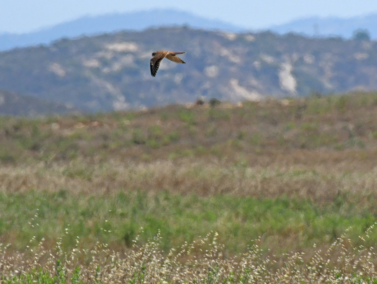 American Kestrel - ML638306975