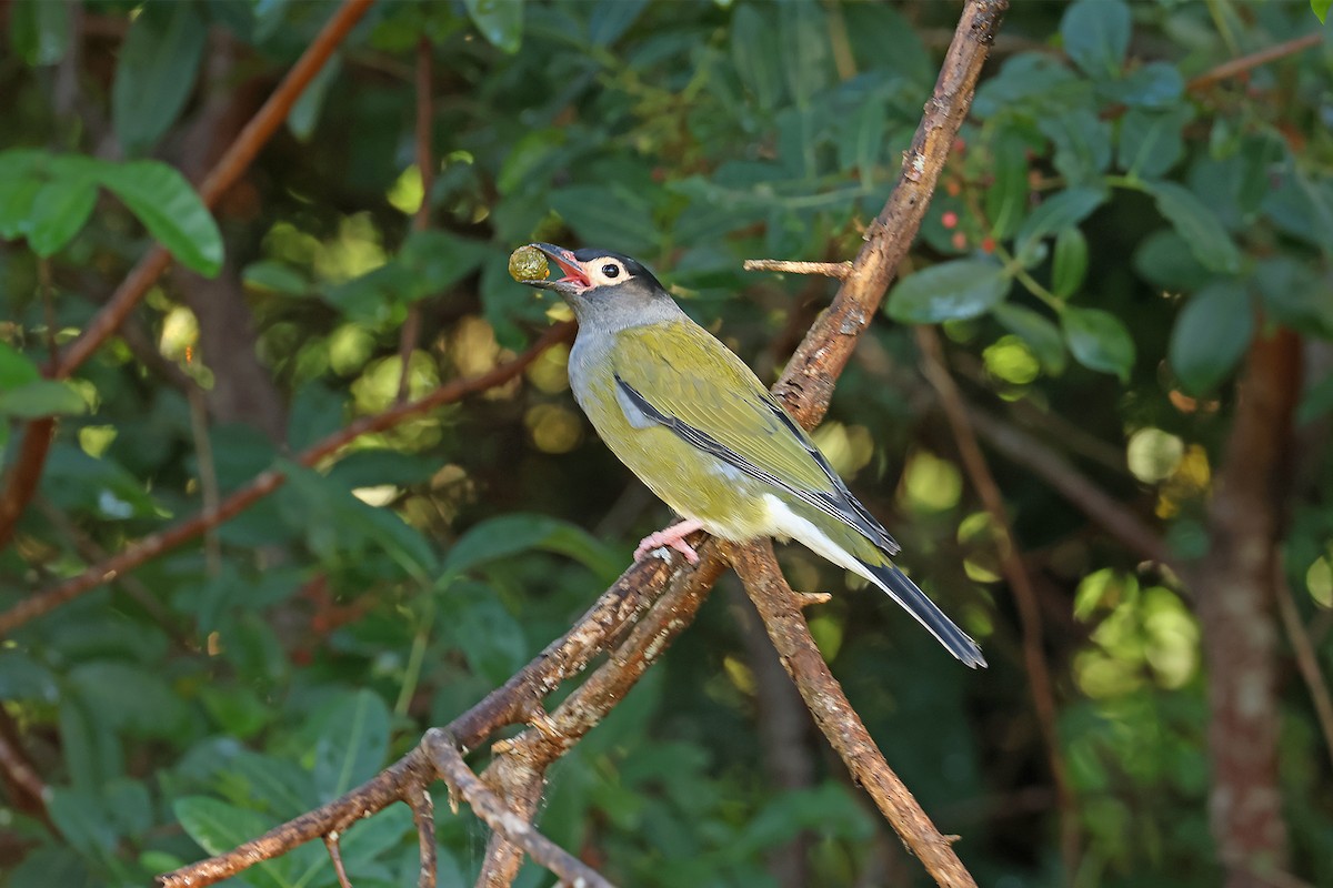 Australasian Figbird (vieilloti) - ML638306999