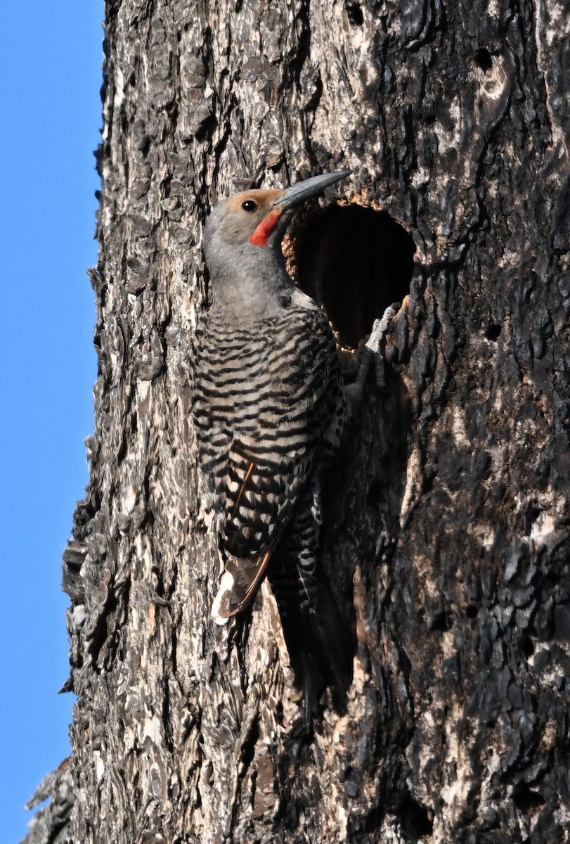 Northern Flicker (Red-shafted) - ML638307006