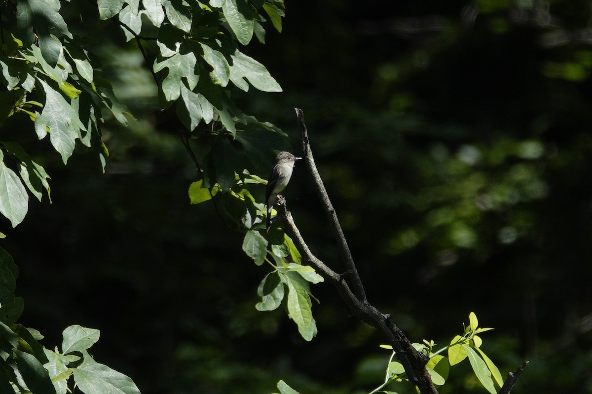 Eastern Wood-Pewee - ML638307007