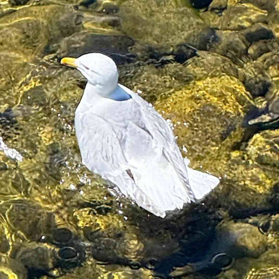 Glaucous-winged Gull - ML638307010