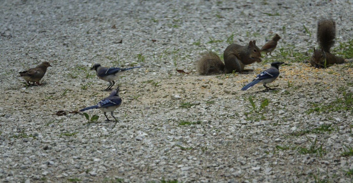 Blue Jay - ML638307014