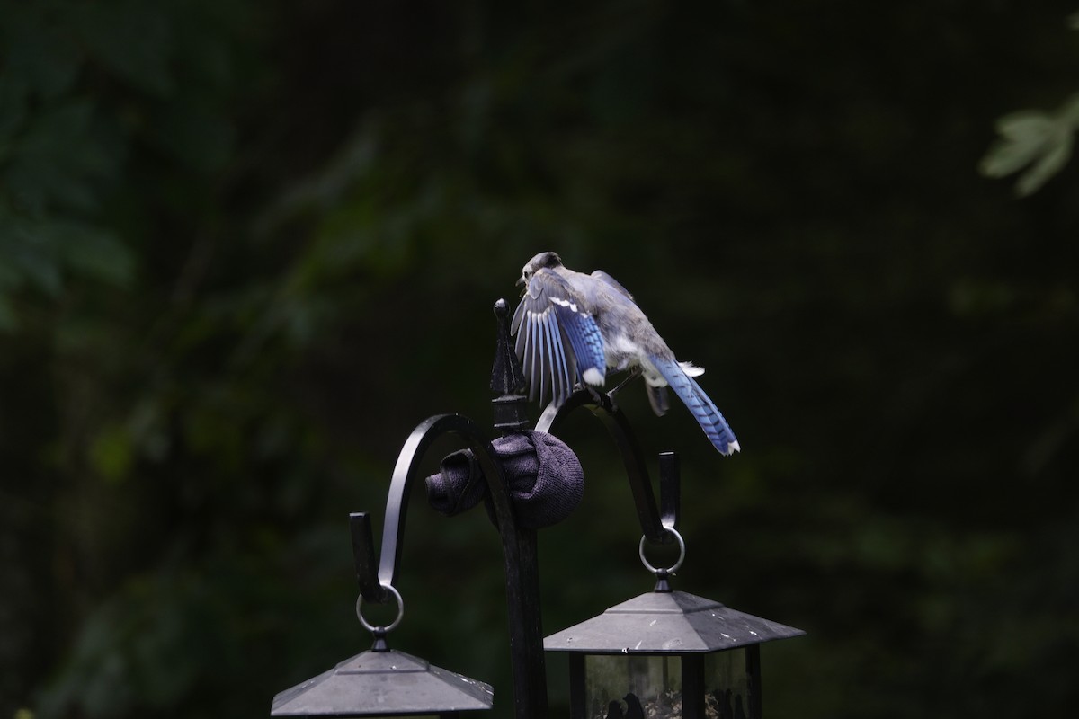 Blue Jay - ML638307016
