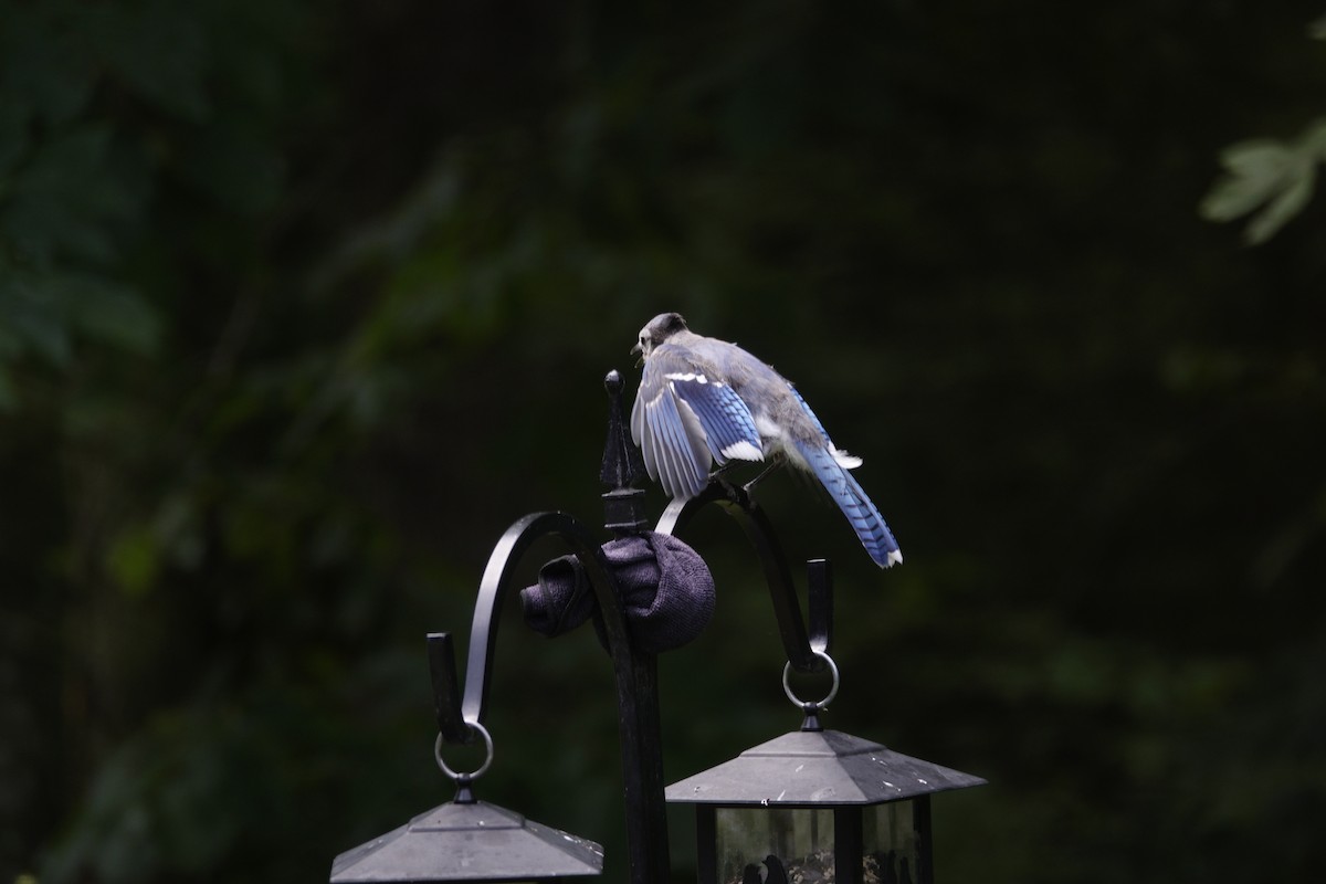 Blue Jay - ML638307017