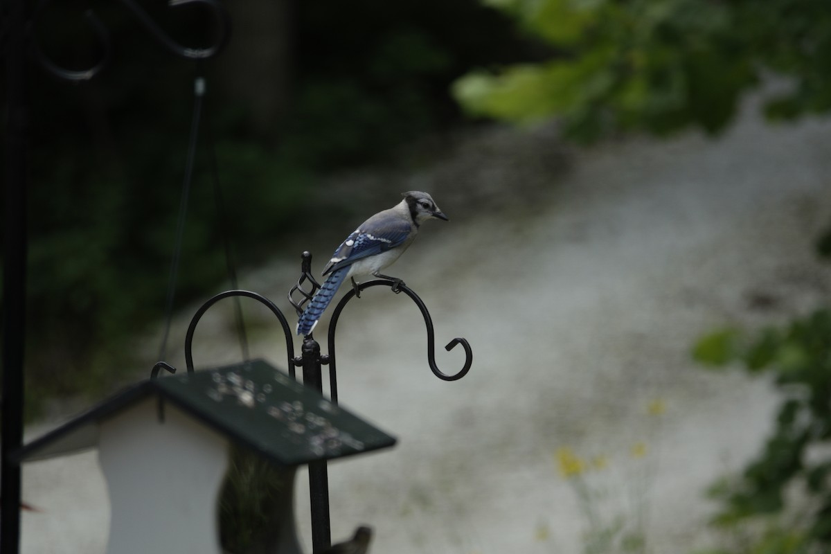 Blue Jay - ML638307018