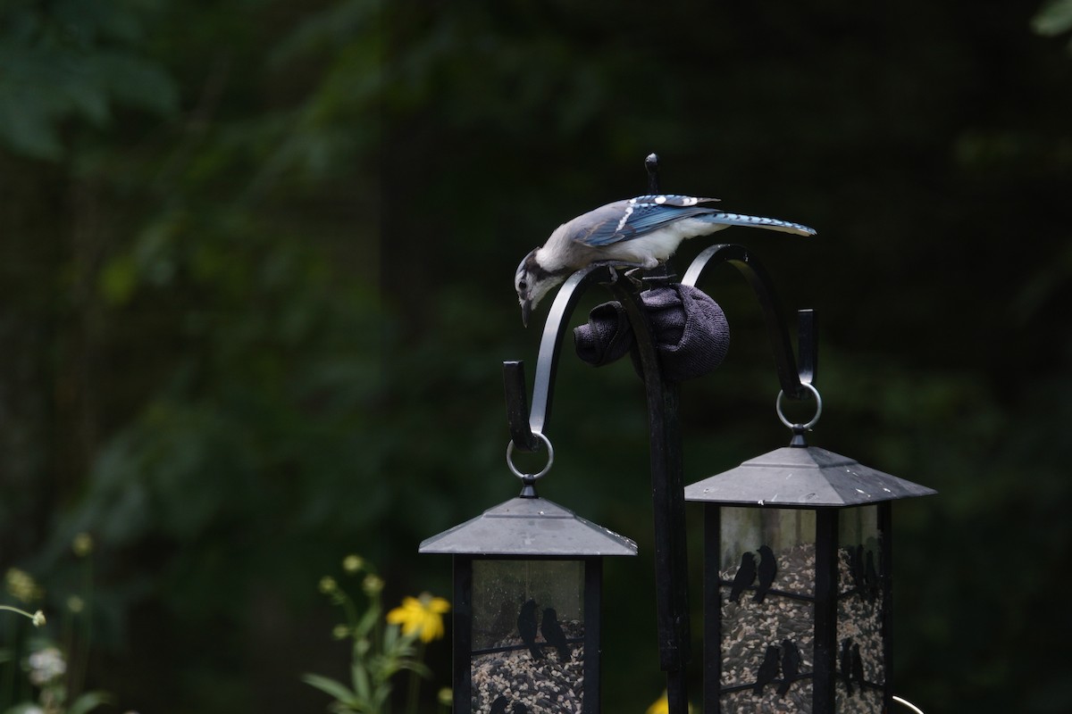 Blue Jay - ML638307019