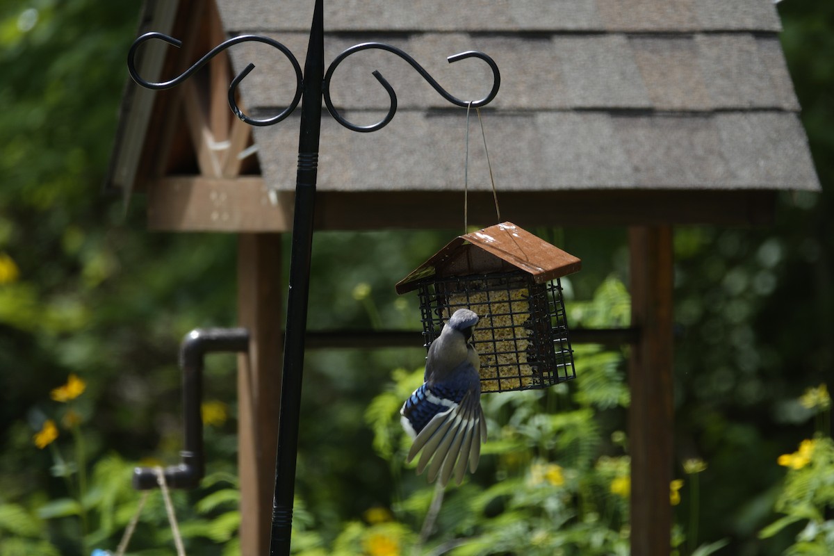 Blue Jay - ML638307021