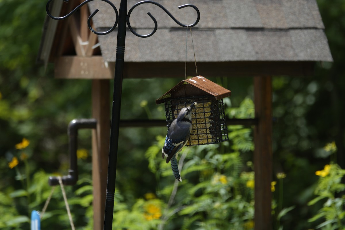 Blue Jay - ML638307024