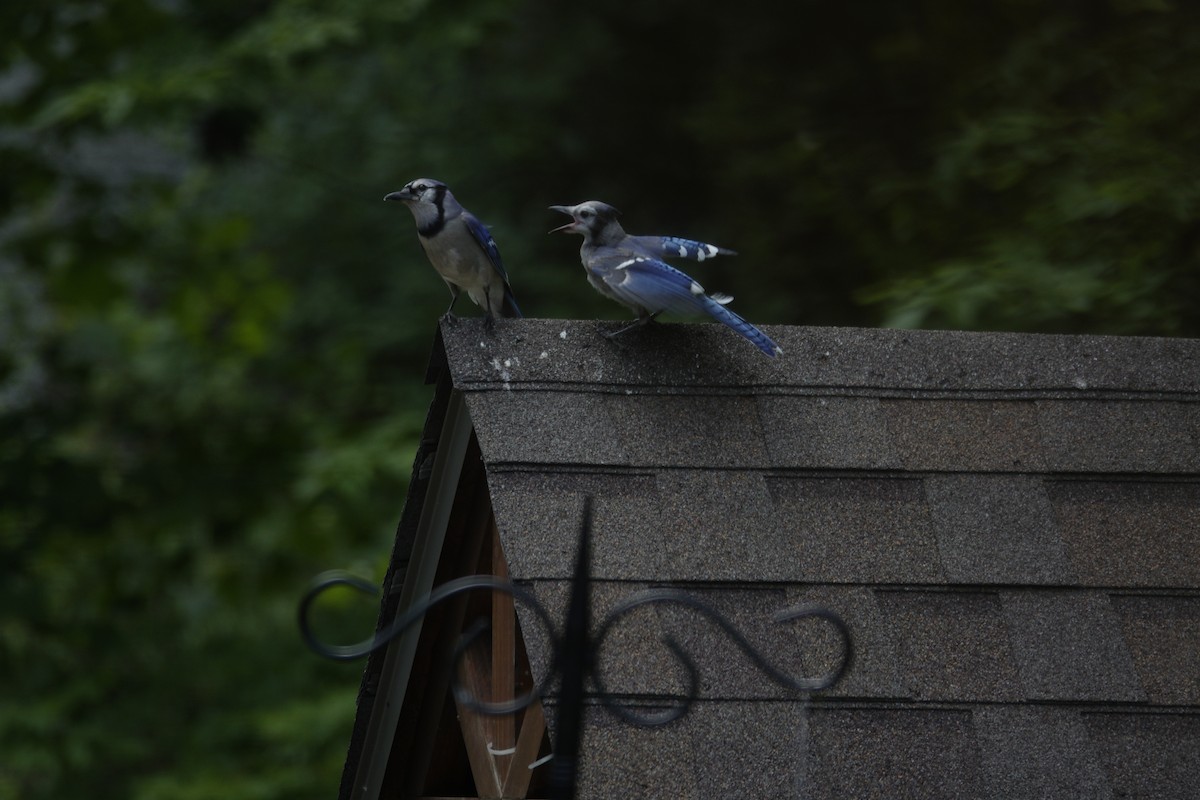 Blue Jay - ML638307025