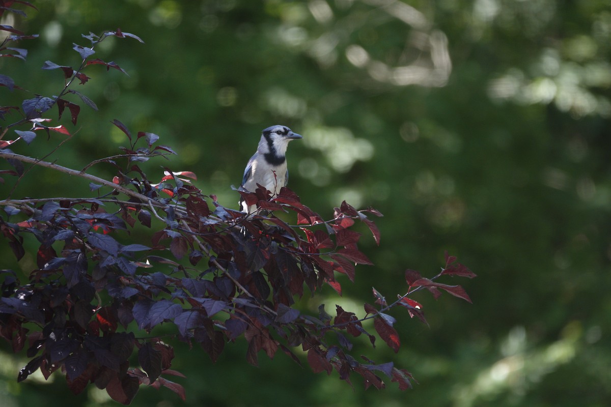 Blue Jay - ML638307027