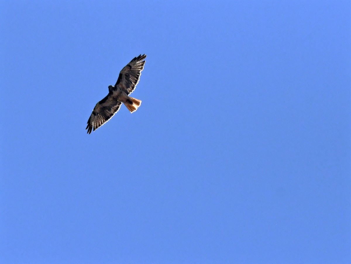 Red-tailed Hawk - ML638307043