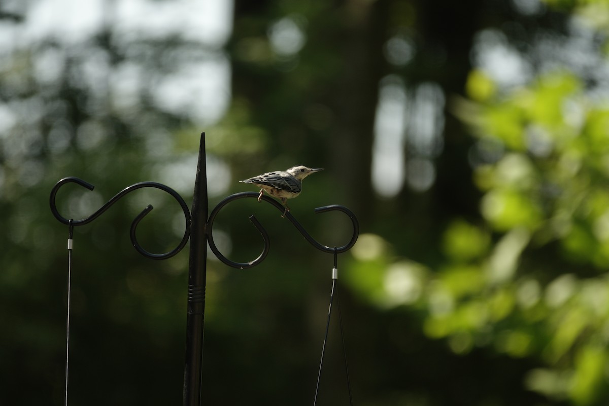 White-breasted Nuthatch - ML638307044