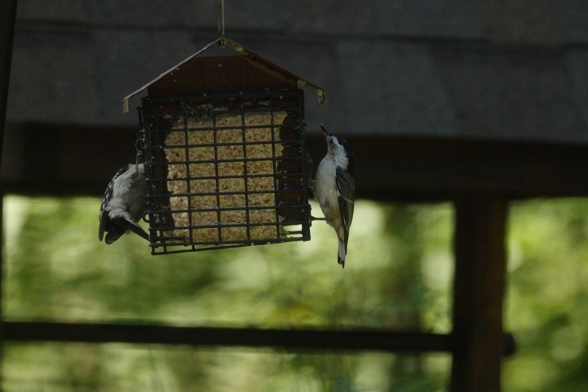 White-breasted Nuthatch - ML638307046