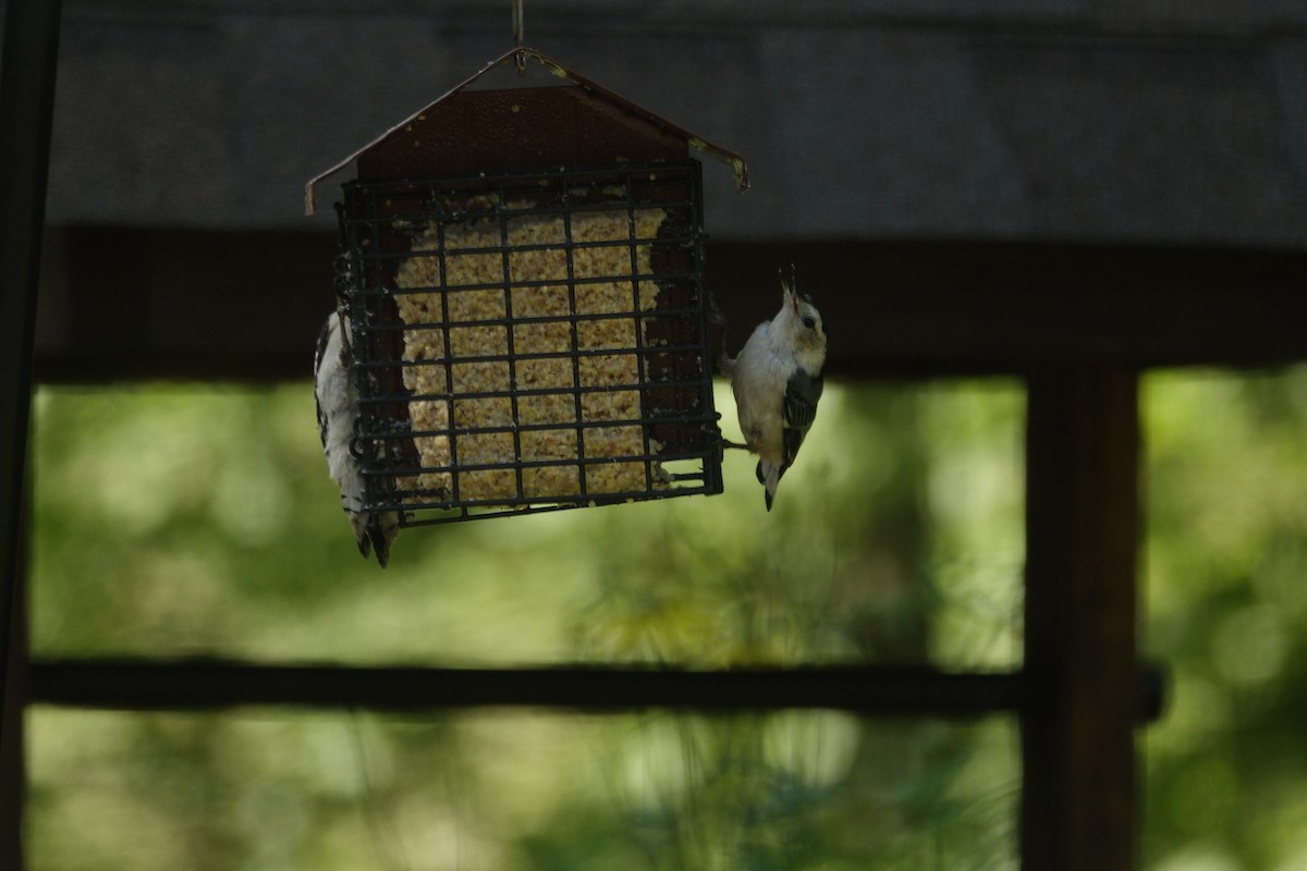 White-breasted Nuthatch - ML638307047